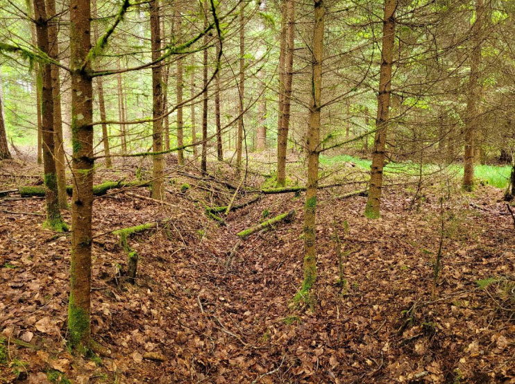 Foto-01_Dürmentinger-Wald_Weiherholzmoor