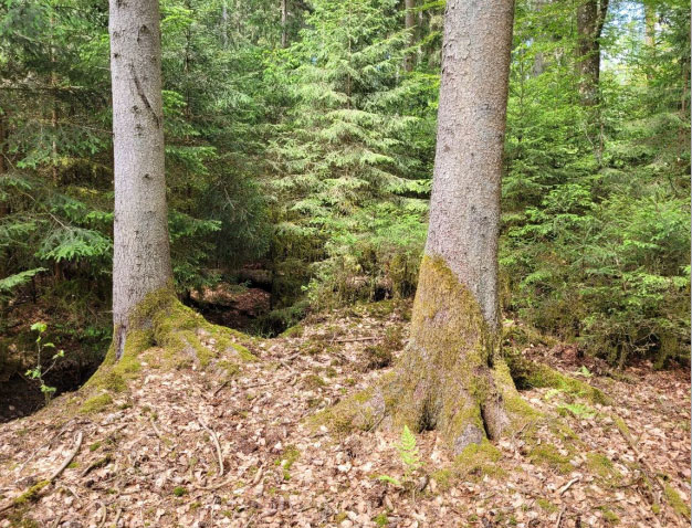 Foto-02_Dürmentinger-Wald_Freimaierwald