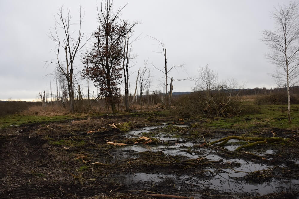 Viehweide Entbuschung